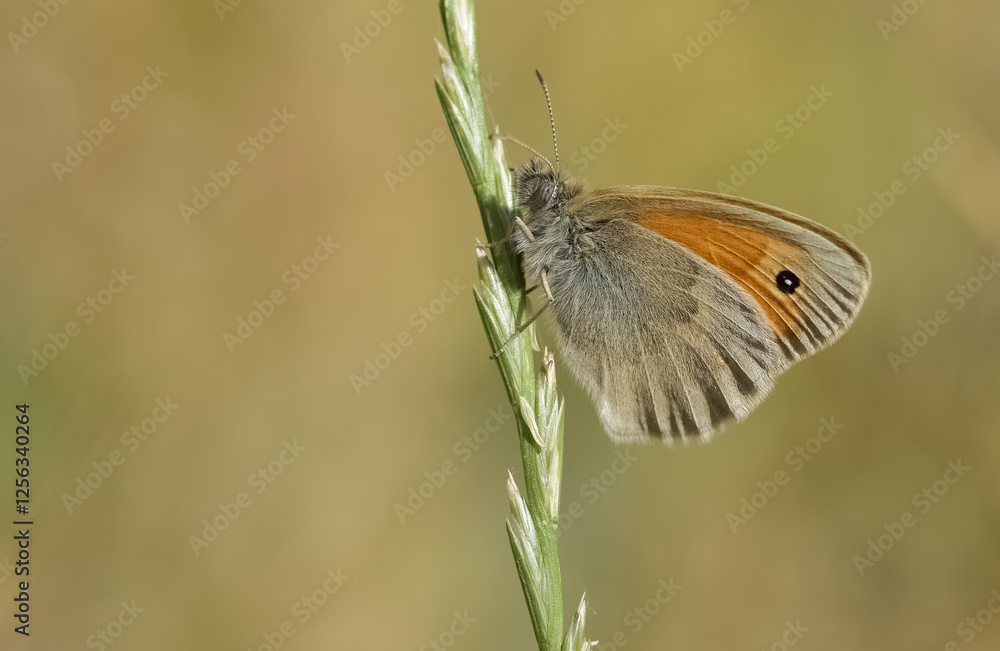 Obraz premium wild animals.photos of various butterflies.