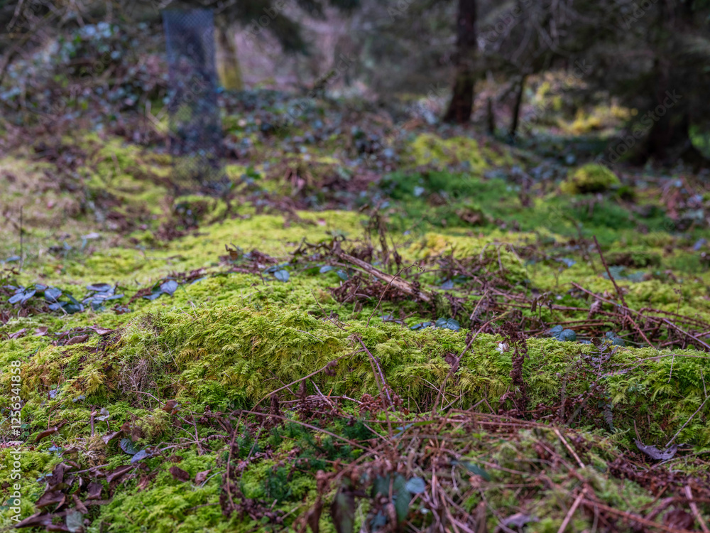 Wald in der Schweiz