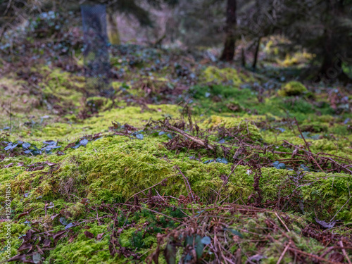 Obraz na płótnie Wald in der Schweiz w salonie