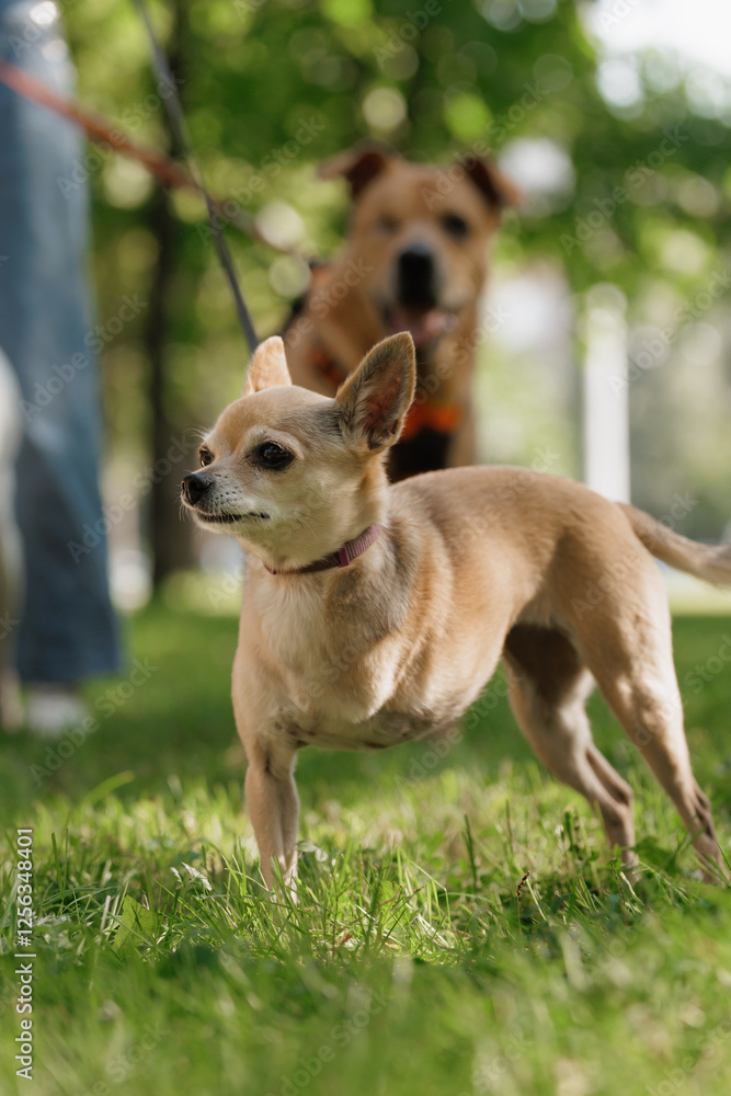 small dog with disability stands on green lawn, a pet without front paw. amputation of limbs, rehabilitation of pets, and care of a dog. happy animals with their owner in park, training small dog with disability stands on green lawn, a pet without front paw. amputation of limbs, rehabilitation of pets, and care of a dog. happy animals with their owner in park, training