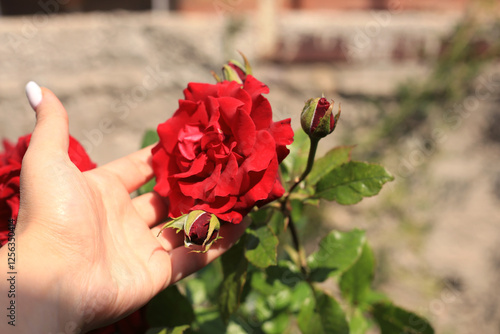 Hand Holding Red Rose In Spring Garden Close-up.