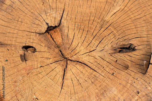 Wood texture cut trunk, close up photo