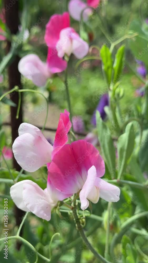 Beautiful Sweetpea Flower (Lathyrus odoratus) Blowing in the Wind Beautiful Sweetpea Flower (Lathyrus odoratus) Blowing in the Wind