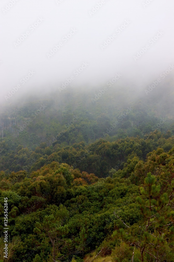 Photo. Densely growing forest in thick fog. The foot of the mountain. Landscape conveying the freshness of nature. Beautiful background. Tourism in the wilderness. Cover. Wallpaper. Postcard. Photo. Densely growing forest in thick fog. The foot of the mountain. Landscape conveying the freshness of nature. Beautiful background. Tourism in the wilderness. Cover. Wallpaper. Postcard.