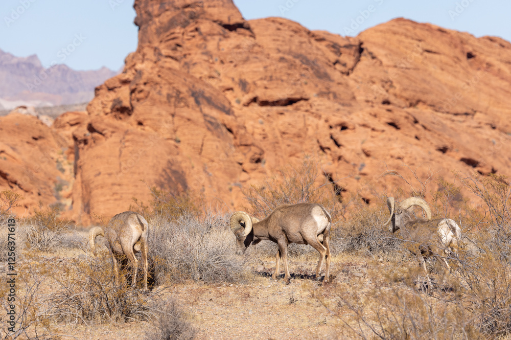 Fototapeta premium Deserrt Bighorn Sheep Rams in the Valley of Fire State Park Nevada in Winter