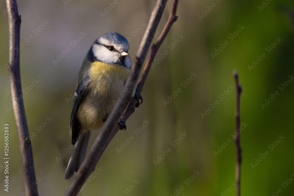 Fototapeta premium Cute and tiny Eurasian blue tit on winter sun.