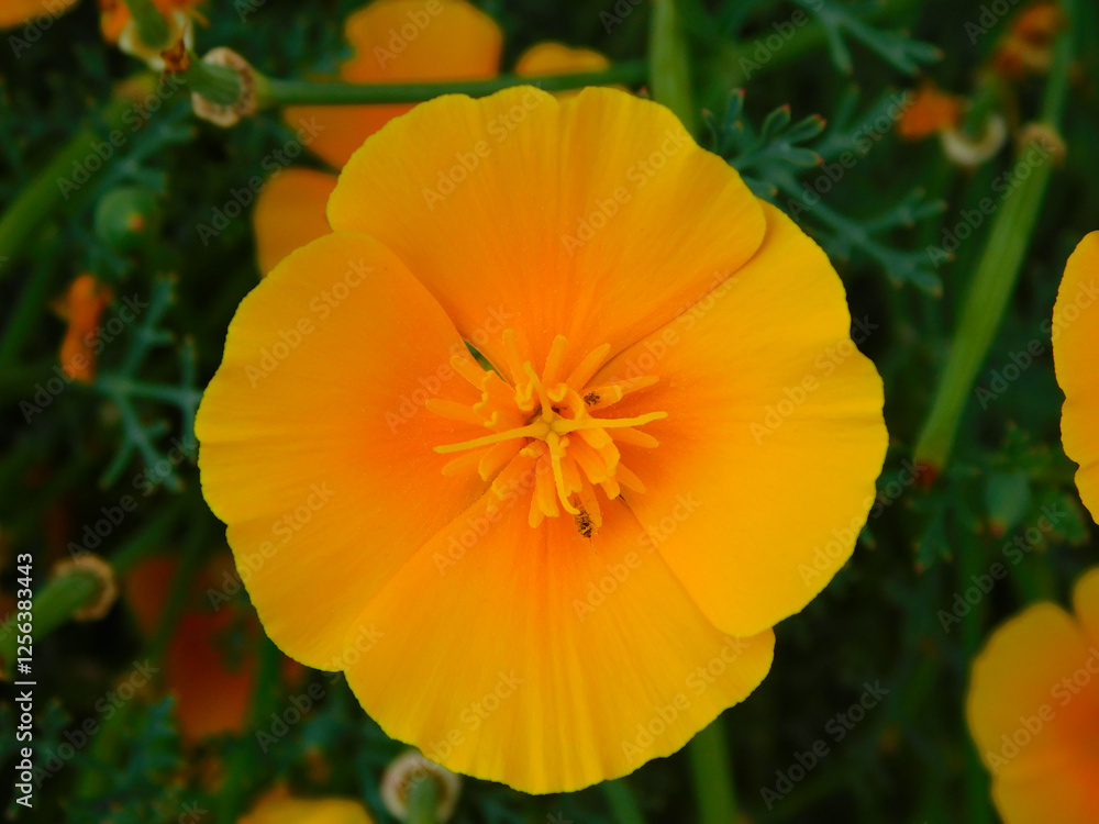The California poppy orange flower on macro The California poppy orange flower on macro