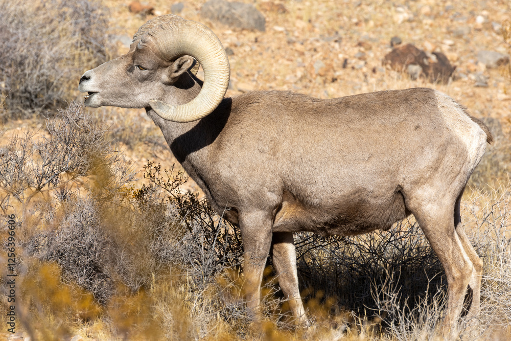 Desert Bighorn Sheep Ram in the Valley of Fire state Park Nevada Desert Bighorn Sheep Ram in the Valley of Fire state Park Nevada