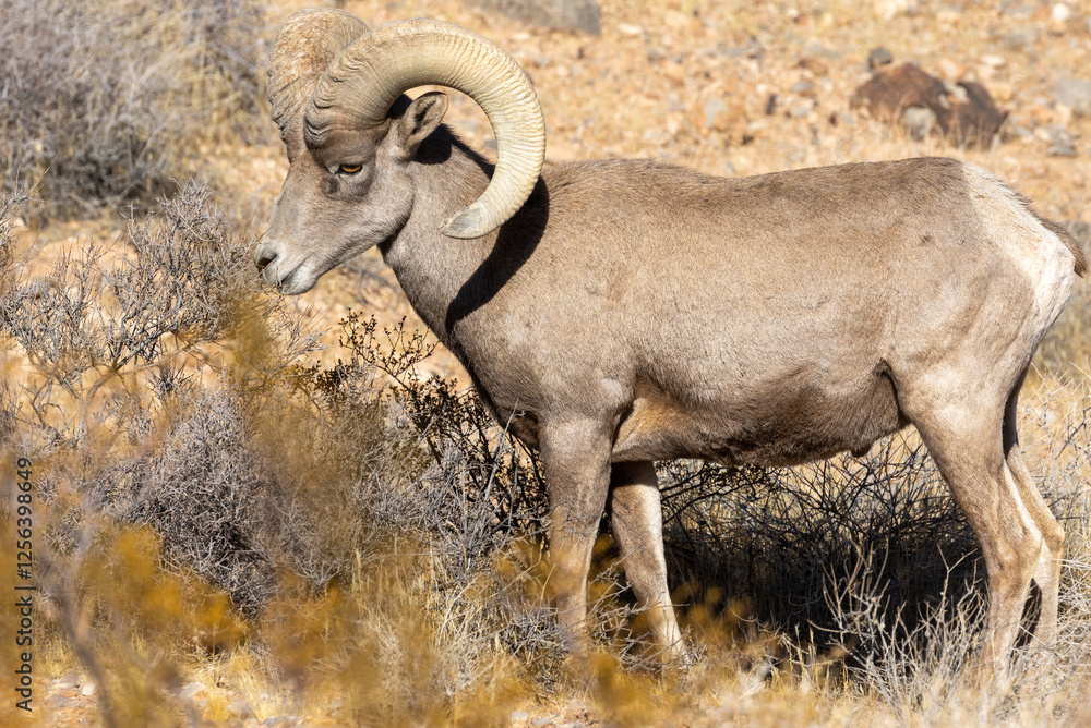 Desert Bighorn Sheep Ram in the Valley of Fire state Park Nevada Desert Bighorn Sheep Ram in the Valley of Fire state Park Nevada