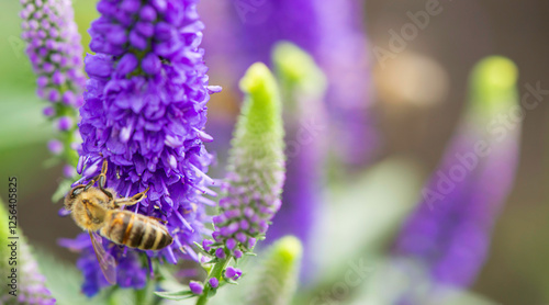 a bee on a blue veronica flower