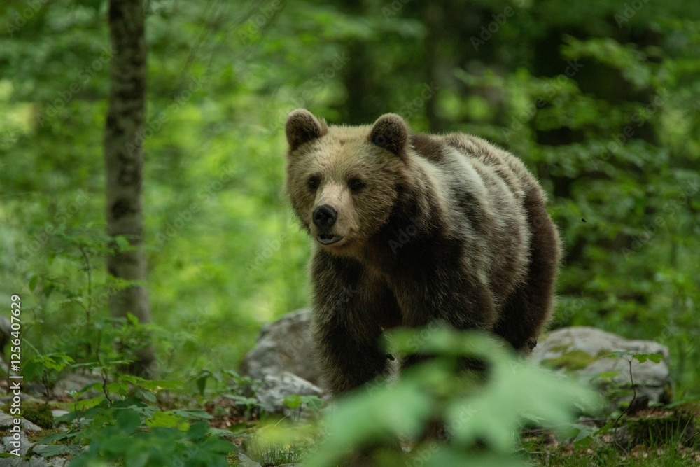 European brown bear, also called Eurasian brown bear, in its natural habitat European brown bear, also called Eurasian brown bear, in its natural habitat