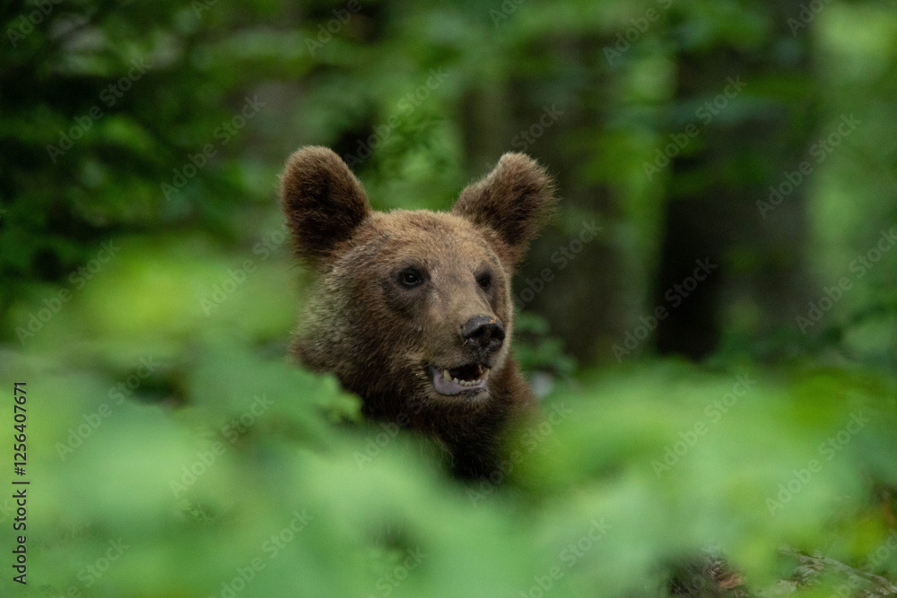 European brown bear, also called Eurasian brown bear, in its natural habitat European brown bear, also called Eurasian brown bear, in its natural habitat