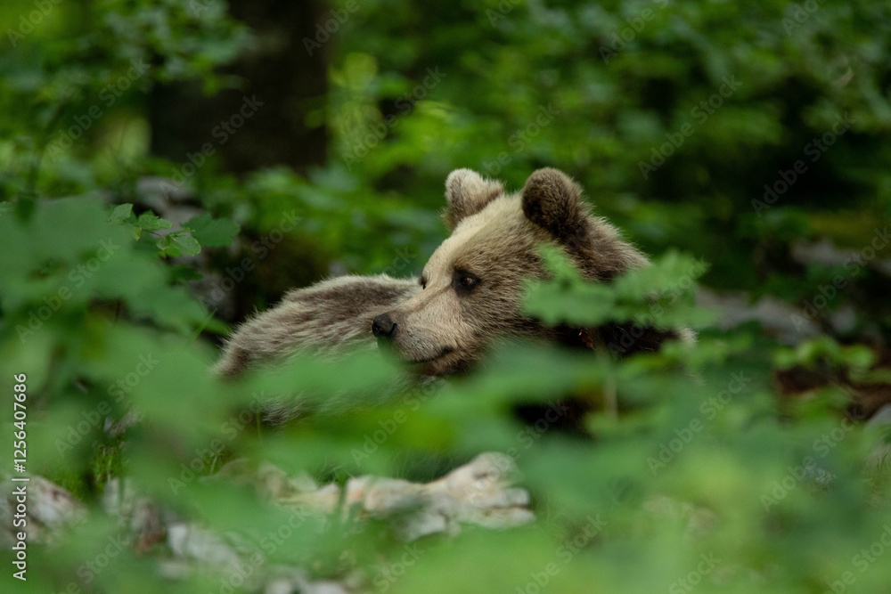 European brown bear, also called Eurasian brown bear, in its natural habitat European brown bear, also called Eurasian brown bear, in its natural habitat