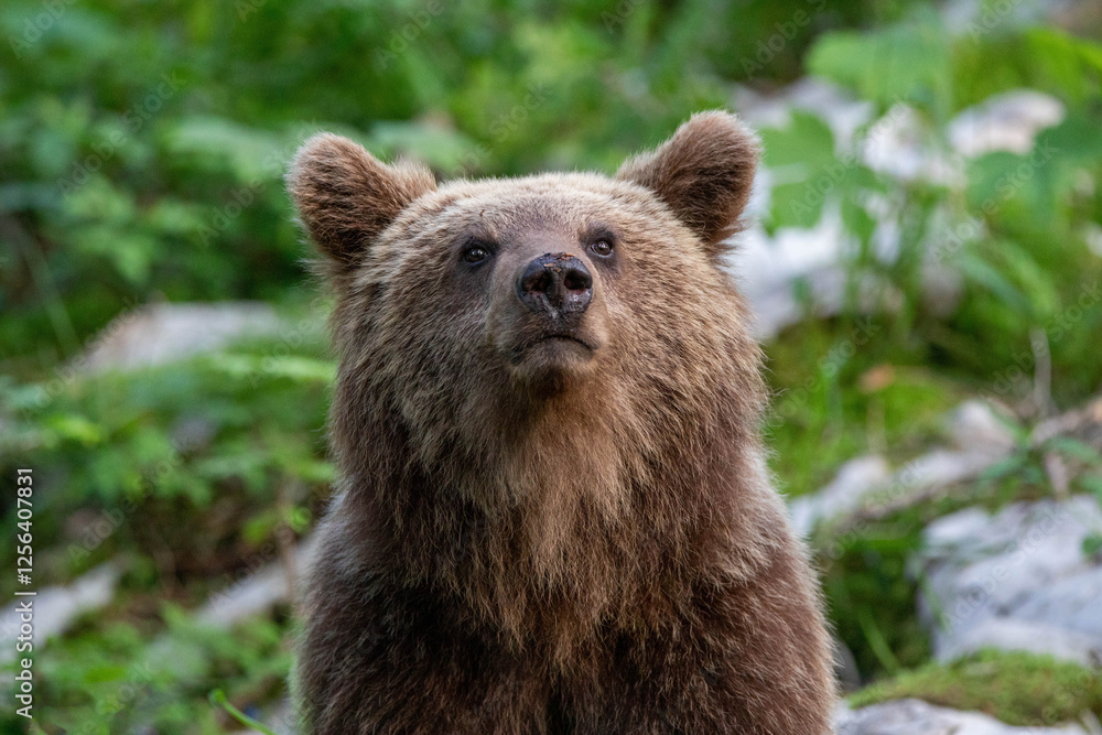 Obraz premium European brown bear, also called Eurasian brown bear, in its natural habitat
