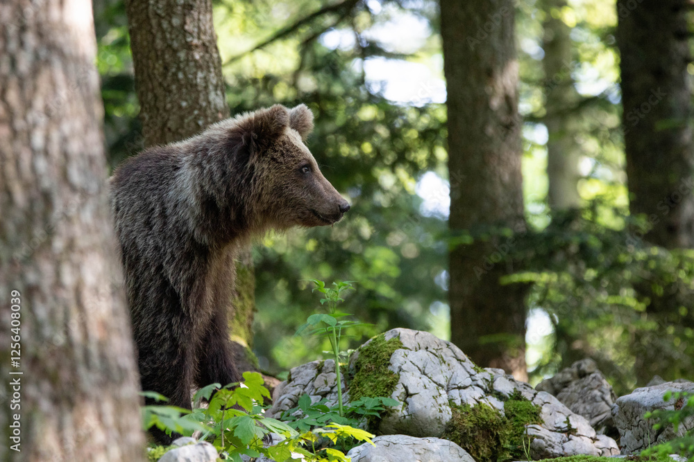 European brown bear, also called Eurasian brown bear, in its natural habitat