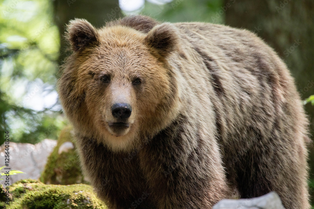 European brown bear, also called Eurasian brown bear, in its natural habitat European brown bear, also called Eurasian brown bear, in its natural habitat