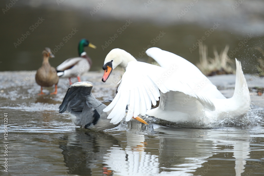 Fototapeta premium Dublin, Ireland - 30th March 2013 - a swan hitting a grey heron over the head with its wing in a fight over food in a Dublin river while two ducks look on in the background