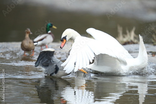 Dublin, Ireland - 30th March 2013 - a swan hitting a grey heron over the head with its wing in a fight over food in a Dublin river while two ducks look on in the background