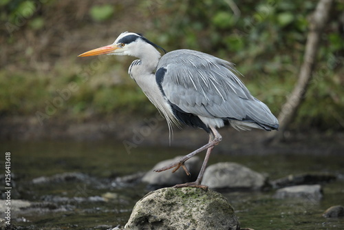 Dublin, Ireland - 30th March 2013 - a grey heron in the River Dodder in Dublin city