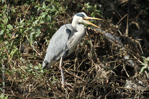 Dublin, Ireland - 30th March 2013 - a grey heron with mouth wide open while standing on a riverbank in Dublin city