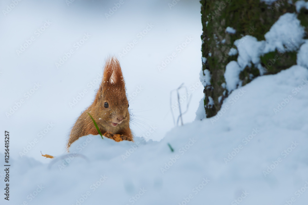 Red squirrel (Sciurus vulgaris) in its natural habitat in the forest where there is already snow. The squirrel is stocking up on nuts for the winter Red squirrel (Sciurus vulgaris) in its natural habitat in the forest where there is already snow. The squirrel is stocking up on nuts for the winter