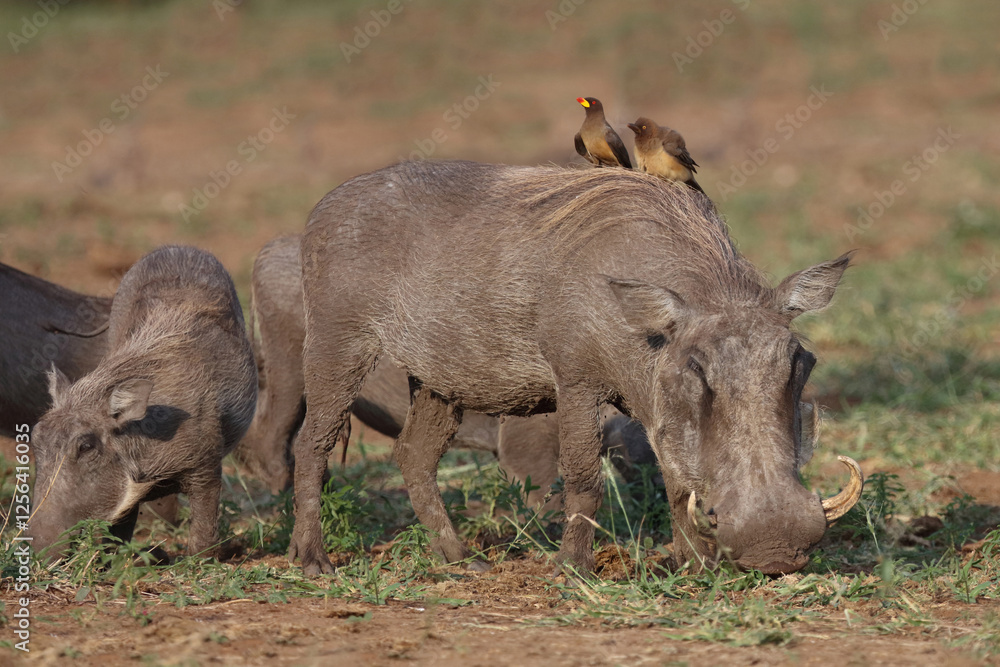 Warzenschwein und Gelbschnabel-Madenhacker / Warthog and Yellow-billed oxpecker / Phacochoerus africanus et Buphagus africanus..... Warzenschwein und Gelbschnabel-Madenhacker / Warthog and Yellow-billed oxpecker / Phacochoerus africanus et Buphagus africanus.....