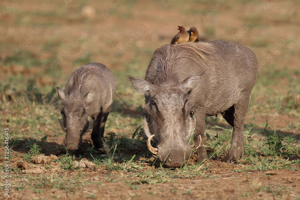 Warzenschwein und Gelbschnabel-Madenhacker / Warthog and Yellow-billed oxpecker / Phacochoerus africanus et Buphagus africanus..... Warzenschwein und Gelbschnabel-Madenhacker / Warthog and Yellow-billed oxpecker / Phacochoerus africanus et Buphagus africanus.....