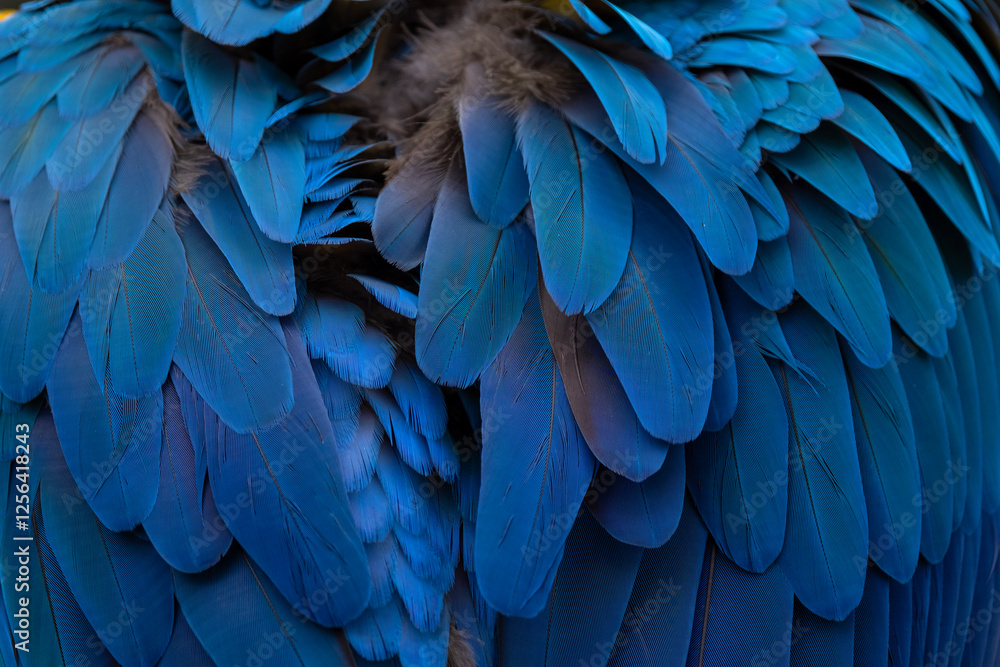 Obraz premium blue and gold macaw