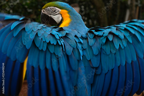 blue and gold macaw flying