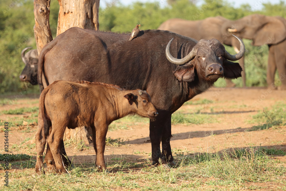 Kaffernbüffel und Gelbschnabel-Madenhacker / African buffalo and Yellow-billed oxpecker / Syncerus caffer et Buphagus africanus.. Kaffernbüffel und Gelbschnabel-Madenhacker / African buffalo and Yellow-billed oxpecker / Syncerus caffer et Buphagus africanus..