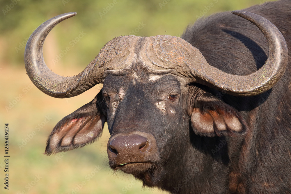 Kaffernbüffel / African buffalo / Syncerus caffer Kaffernbüffel / African buffalo / Syncerus caffer