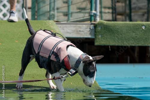 Cuadro en lienzo Bull terrier in a swim vest testing out the water