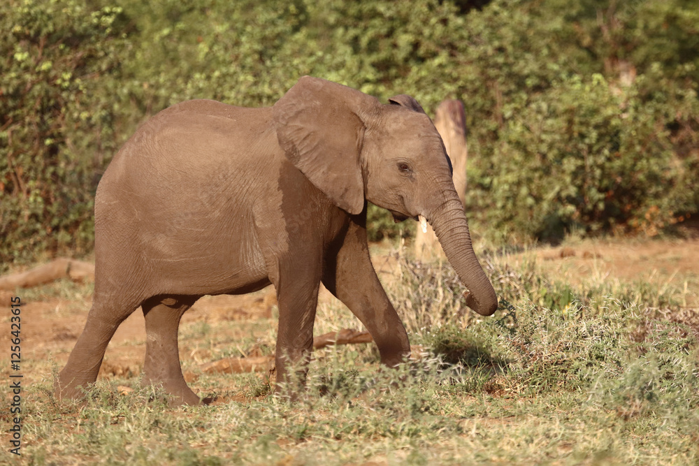 Fototapeta premium Afrikanischer Elefant / African elephant / Loxodonta africana