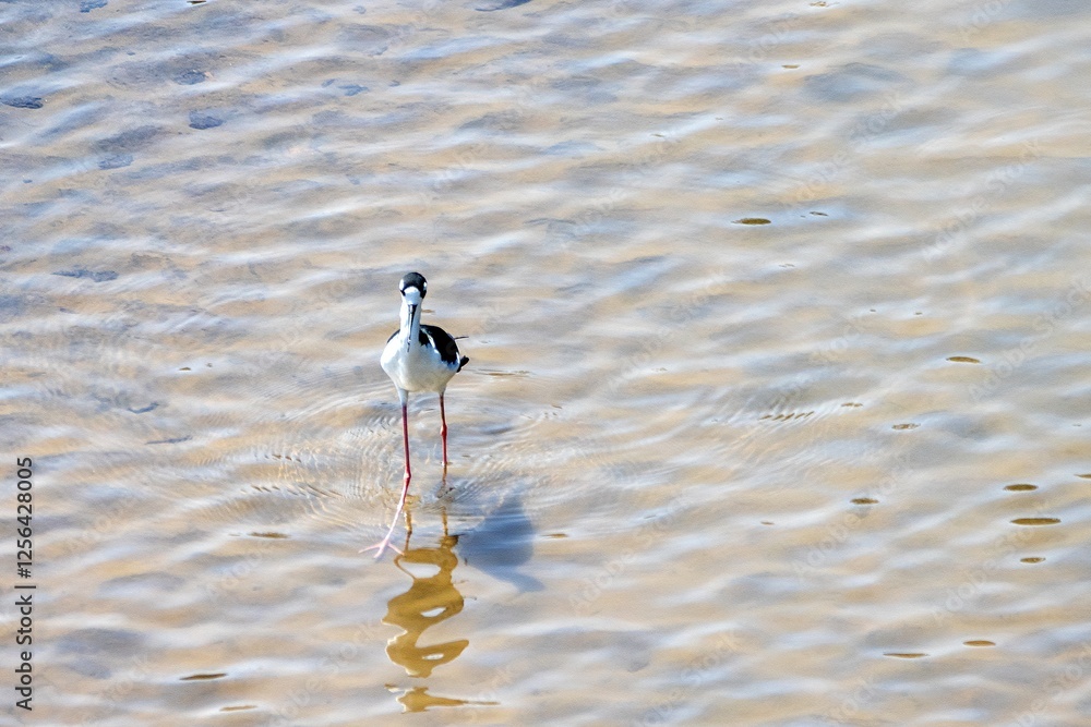 A black necked stilt, Himantopus mexicanus, in shallow water of a river