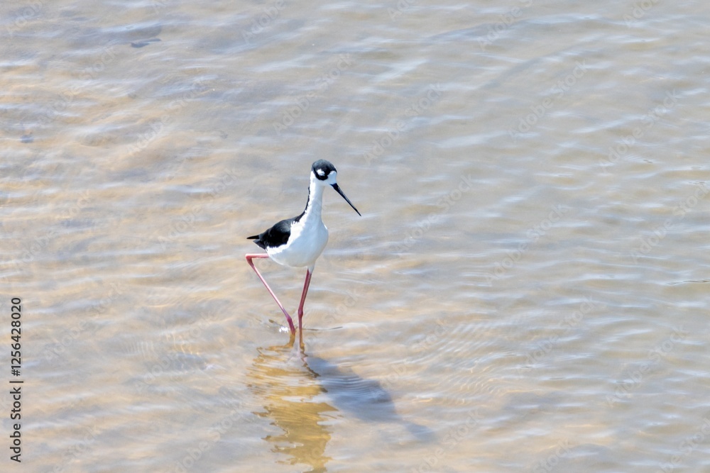 A black necked stilt, Himantopus mexicanus, in shallow water of a river