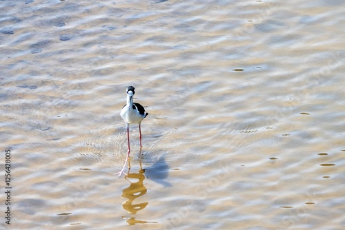 Obraz na płótnie A black necked stilt, Himantopus mexicanus, in shallow water of a river w salonie