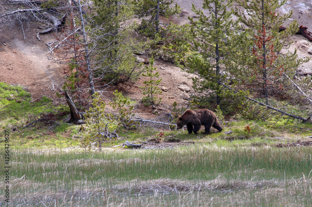 Grizzly bear roaming in Yellowstone National Park, Wyoming Grizzly bear roaming in Yellowstone National Park, Wyoming