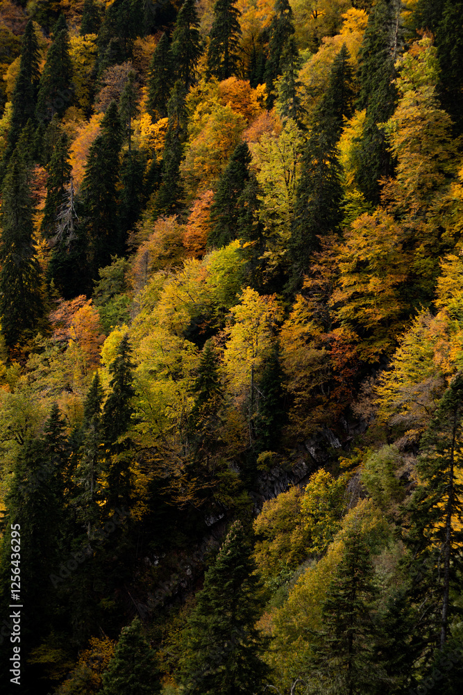 autumn in the forest autumn in the forest