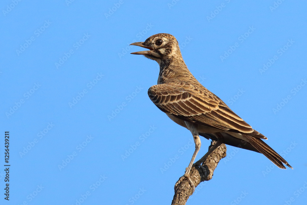 Fototapeta premium Drossellerche / Dusky lark / Pinarocorys nigricans