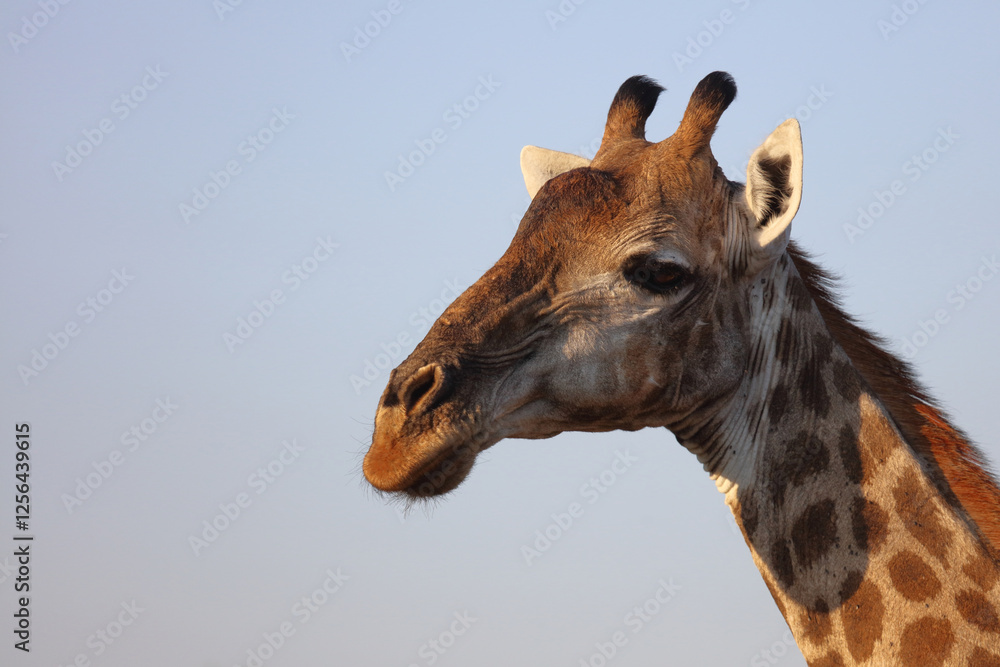 Obraz premium Giraffe / Giraffe / Giraffa camelopardalis