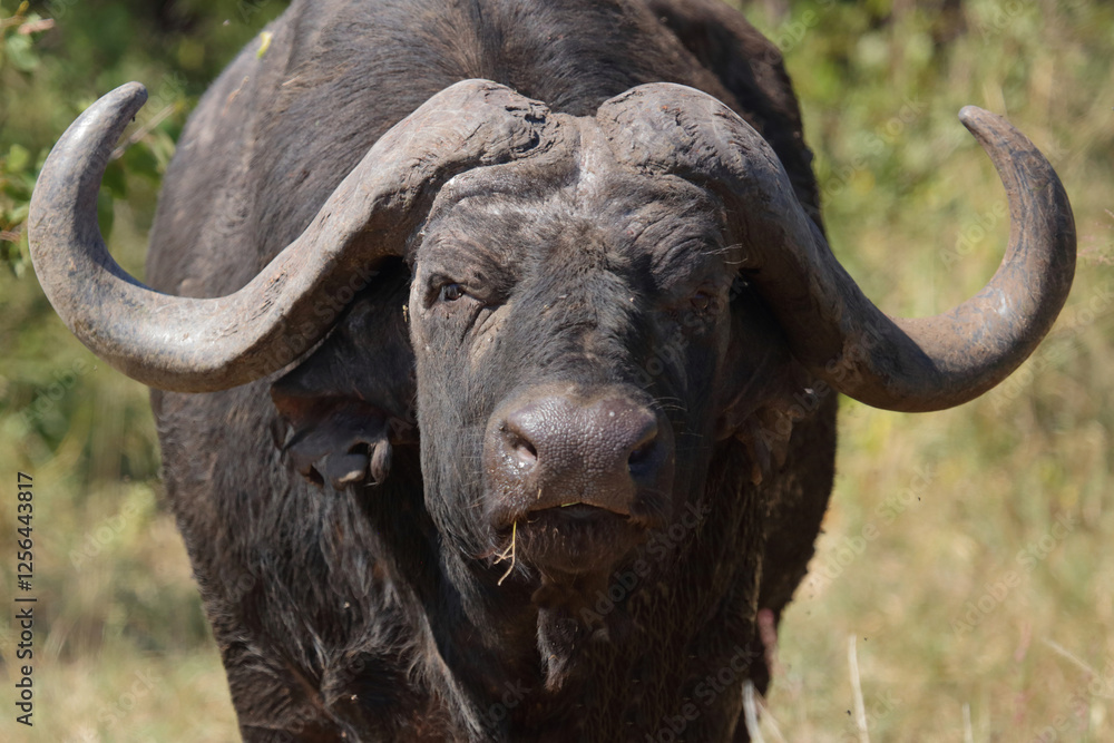 Naklejka premium Kaffernbüffel / African buffalo / Syncerus caffer