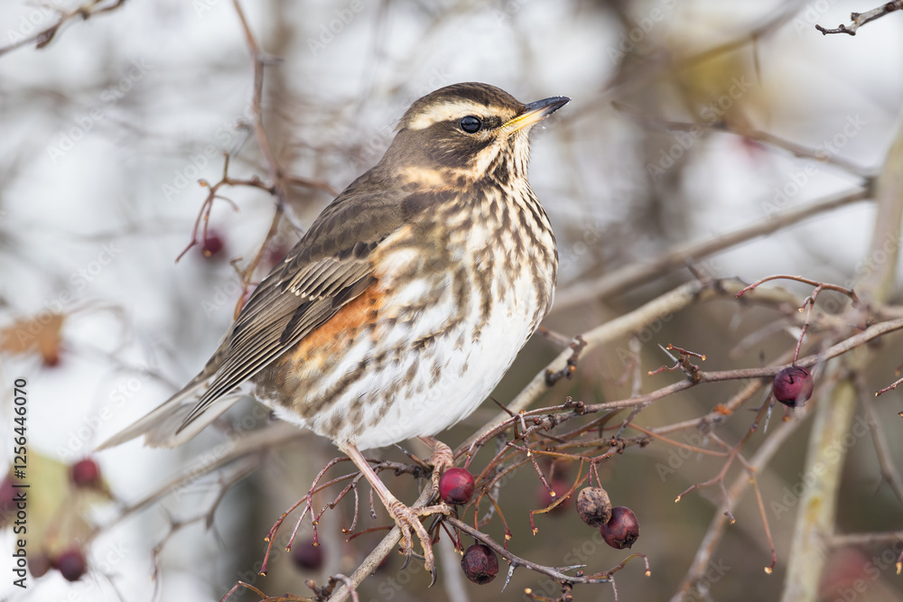 juvenile Redwing Turdus iliacus in hawthorn bush in winter in Greifswald, Germany juvenile Redwing Turdus iliacus in hawthorn bush in winter in Greifswald, Germany