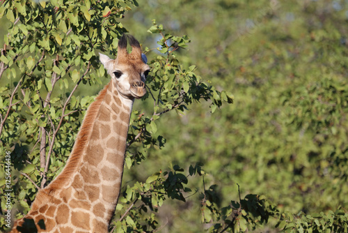 Giraffe / Giraffe / Giraffa camelopardalis photo