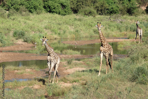 Giraffe / Giraffe / Giraffa camelopardalis photo