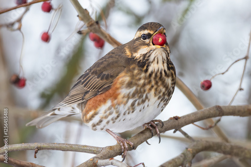 adult Redwing Turdus iliacus eating hawthorn berry in winter in Greifswald, Germany