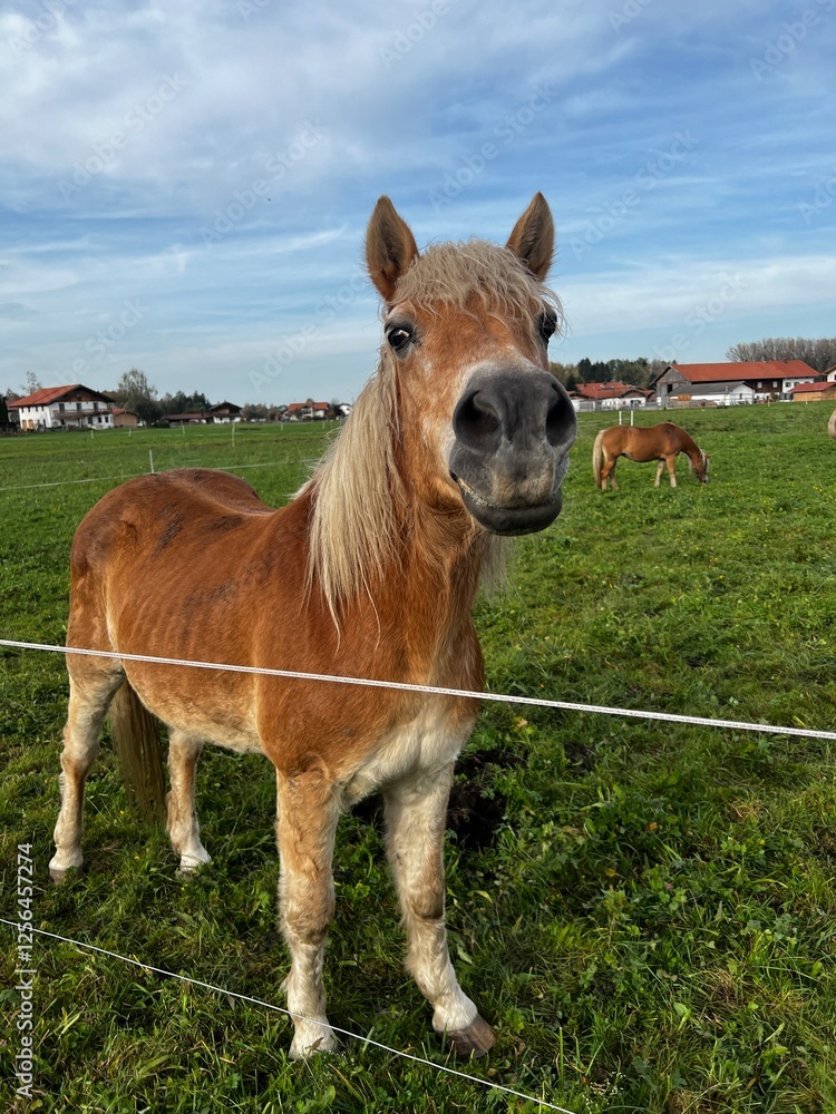 Obraz premium horse in the field