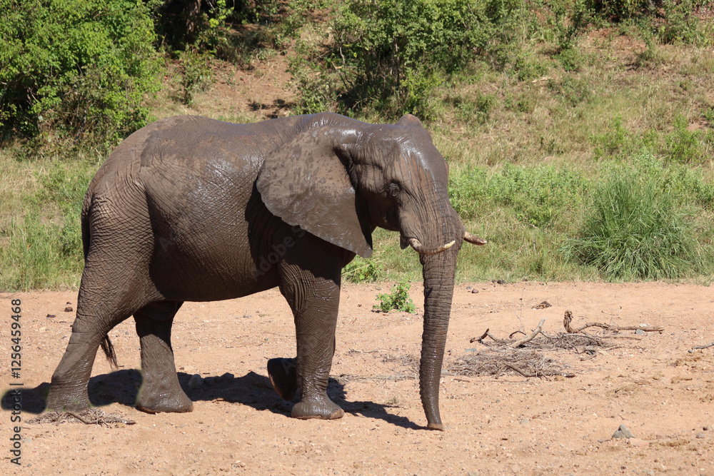 Afrikanischer Elefant / African elephant / Loxodonta africana Afrikanischer Elefant / African elephant / Loxodonta africana