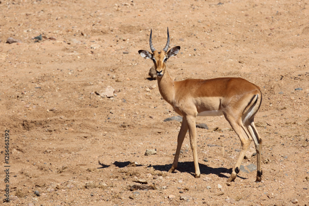 Schwarzfersenantilope / Impala / Aepyceros melampus Schwarzfersenantilope / Impala / Aepyceros melampus