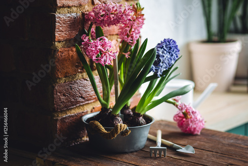 Spring floral home decor, cozy atmosphere. Bright fresh purple and pink bulbous hyacinth flowers on wooden windowsill. Springtime gardening concept. Sustainable lifestyle, earth day