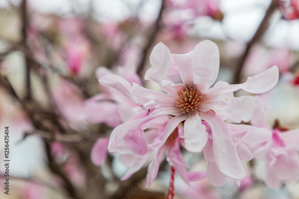 Delicate pink magnolia flowers Blossoming of a magnolia tree on a sunny spring day